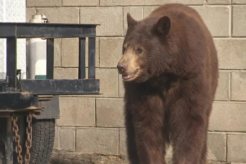 Bear Euthanized in Monrovia, Leaving Orphaned Cubs Behind