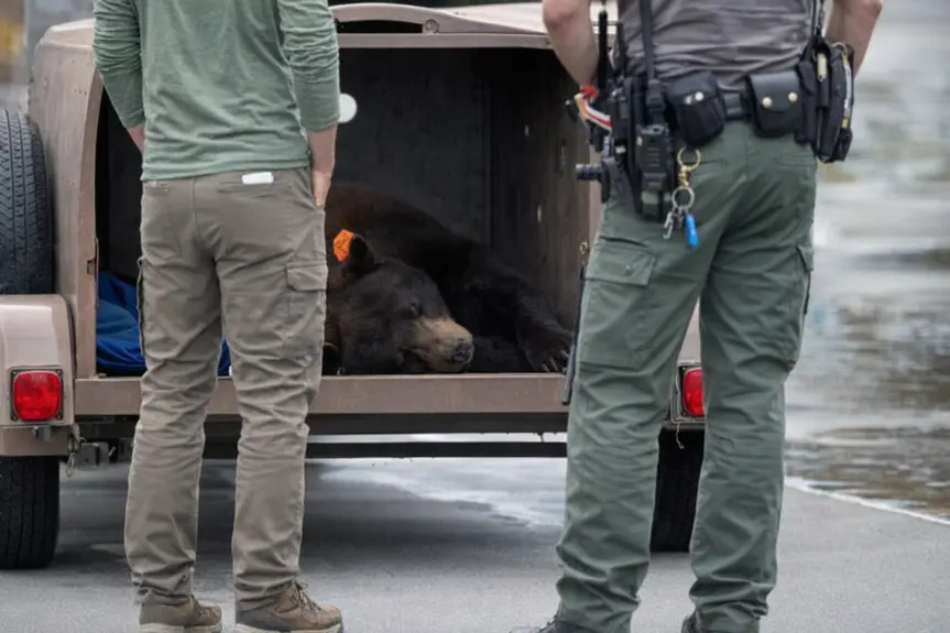 A Bear’s Wild Weekend Adventure at Hansen Dam