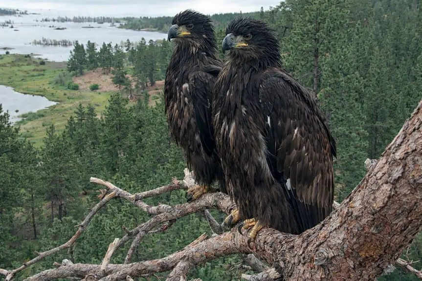 Fireworks Scare But Don’t Deter Big Bear’s Eaglets