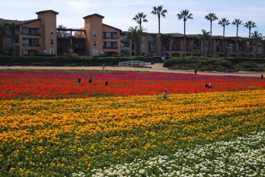 Carlsbad Flower Fields Open Their Doors for the 2026 Season
