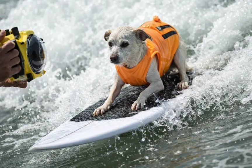 Farewell to Sugar: The Surfing Dog Who Touched Hearts and Waves