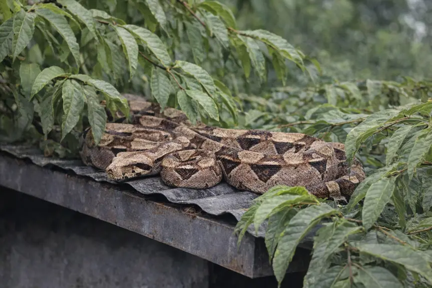 Beware! A Gaboon Viper Is on the Loose in Southern California