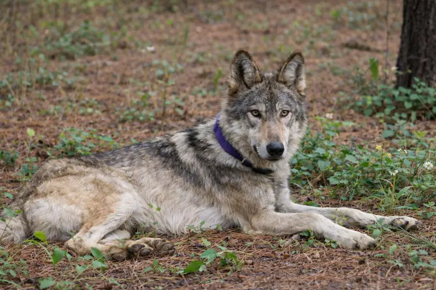 Hope on the Horizon: A Gray Wolf Emerges in Lake County