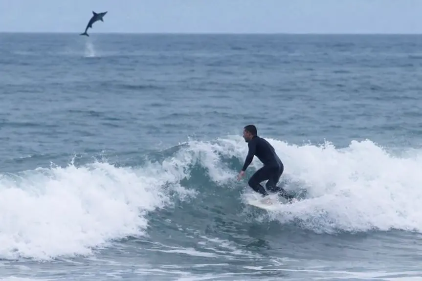 Incredible Footage Catches Great White Shark Leaping Behind Surfer in Newport Beach