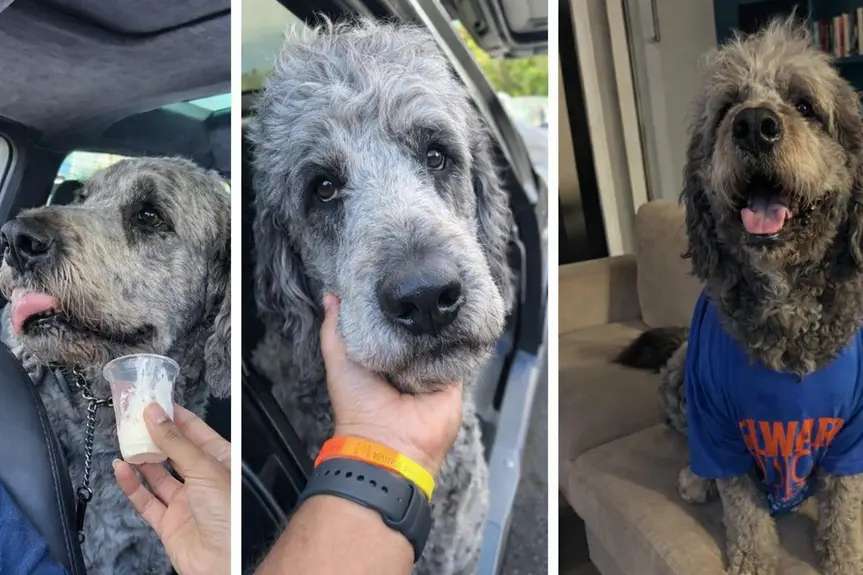 Heartbreak in Canoga Park: LAPD's Fatal Encounter with a Beloved Pet