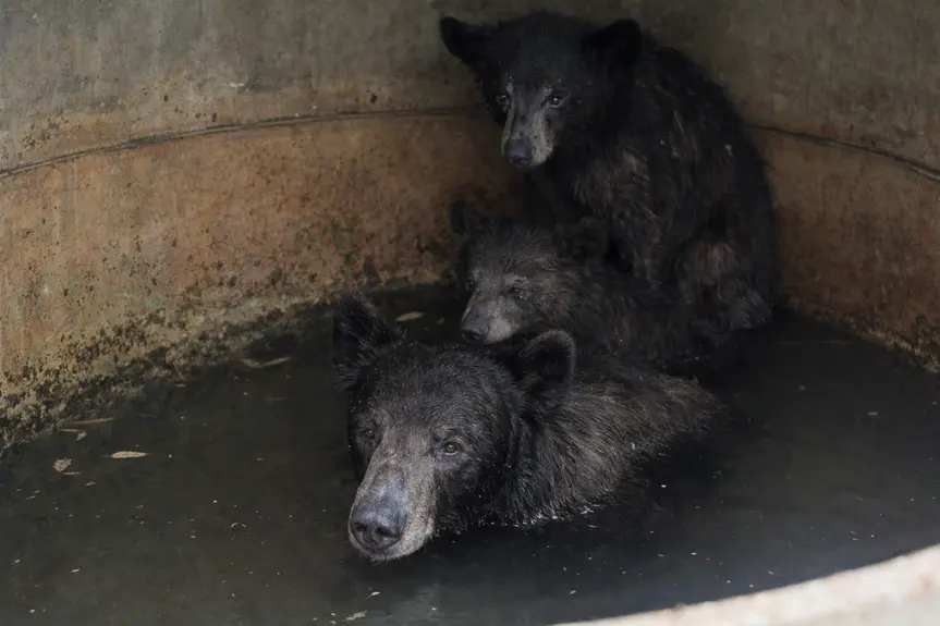 Heartwarming Rescue: Mother Bear and Cubs Freed from Water Tank