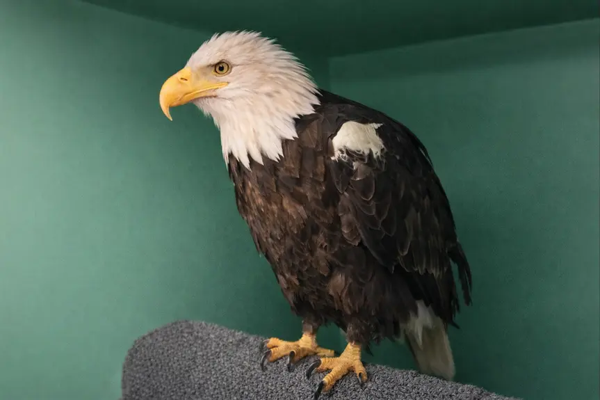 Jackie the Eagle's Recovery Journey: Progress and Hope in Big Bear