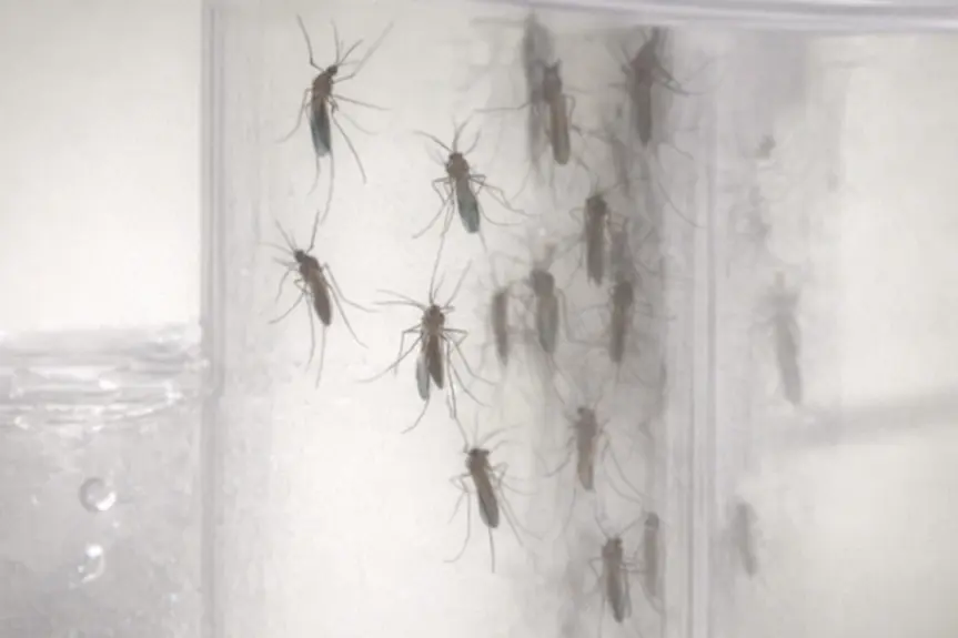 Los Angeles Takes Action as West Nile Virus Cases Climb