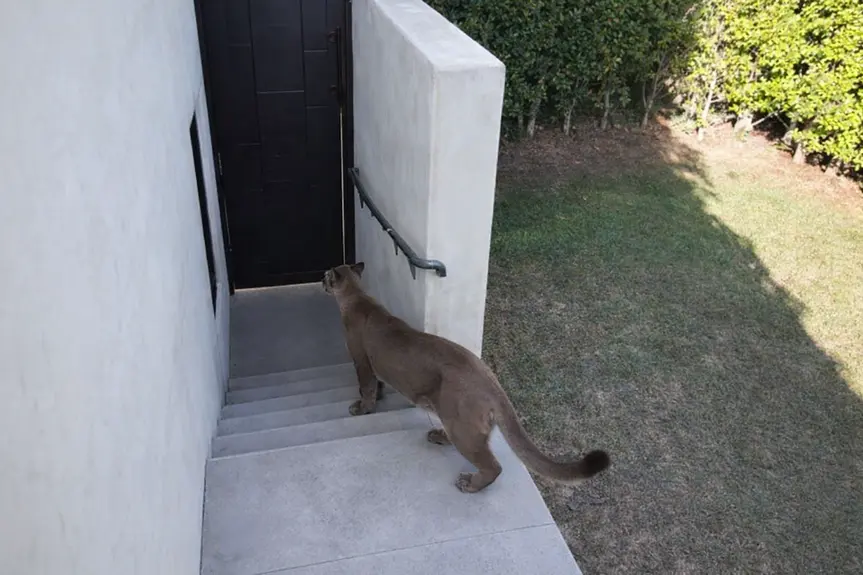 A Surprising Encounter: Mountain Lion Captured in Santa Monica Neighborhood