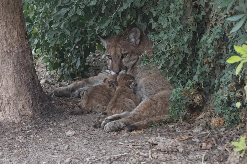 Mountain Lion Rescued in San Dimas Neighborhood: What Happened?