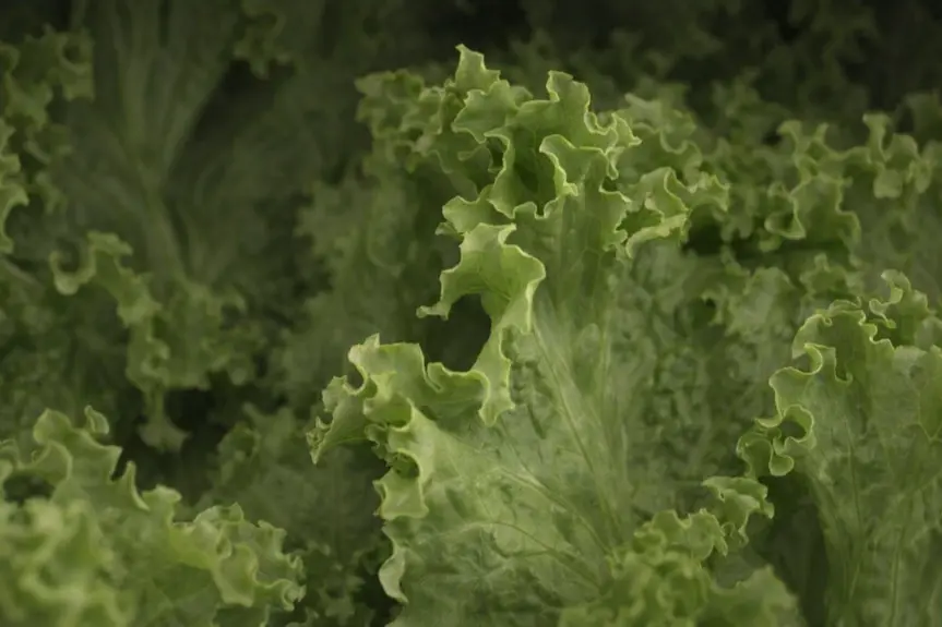 Nationwide Cyclospora Outbreak Raises Concerns Over Taylor Farms Lettuce