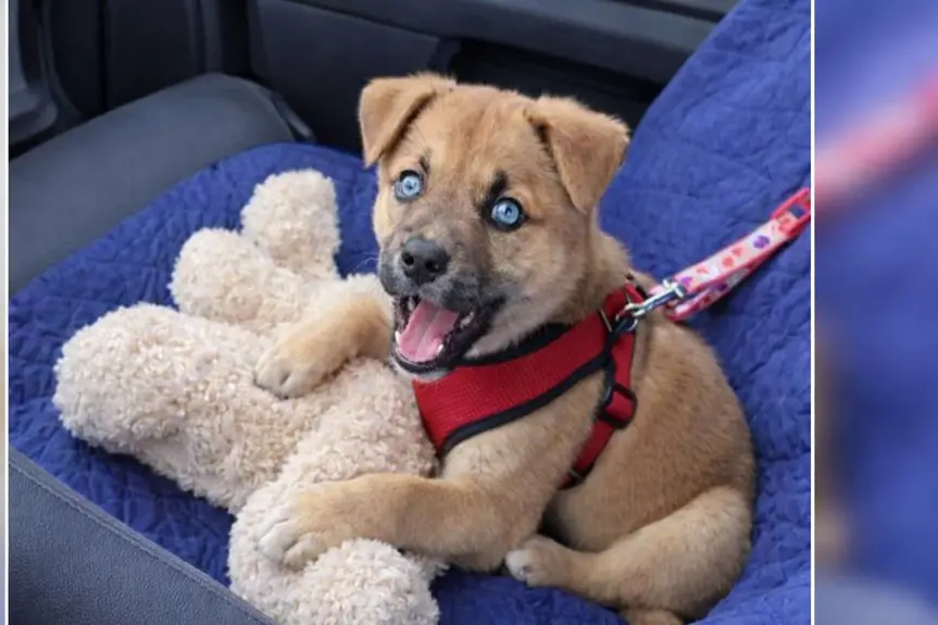 Peanut the Brave: A Journey of Healing and Hope in Search of a Forever Home