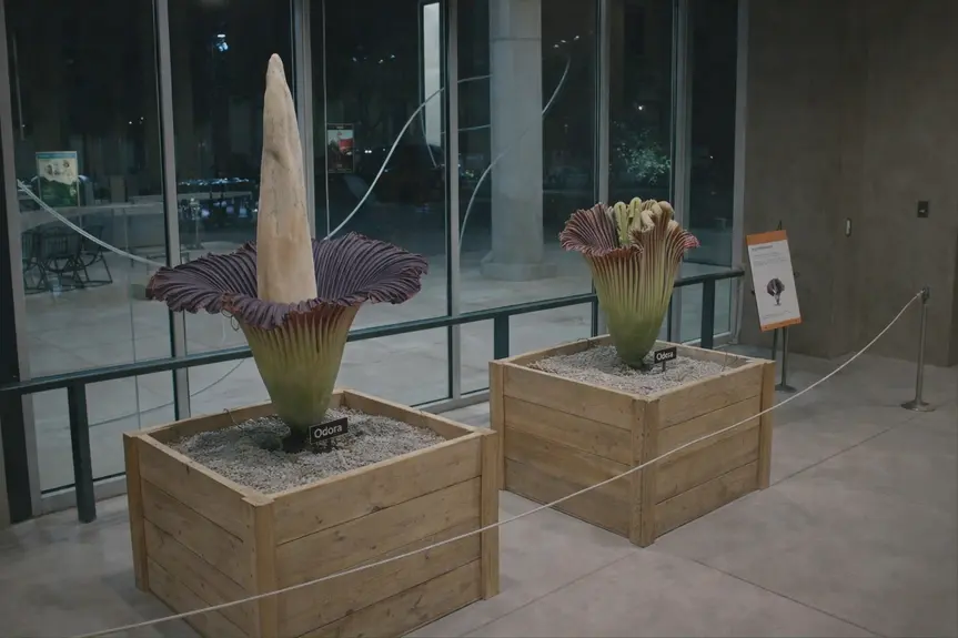 Uncommon Blooms: The Stunning Corpse Flower Experience at The Huntington
