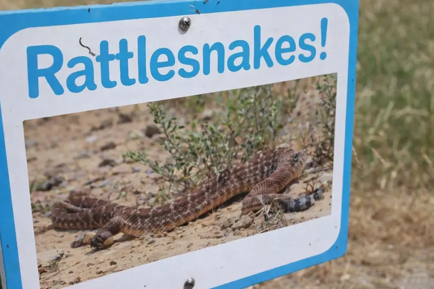 Spring Brings More Rattlesnake Sightings: What You Need to Know