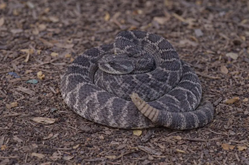 Stay Safe: Navigating Rattlesnake Season in Southern California