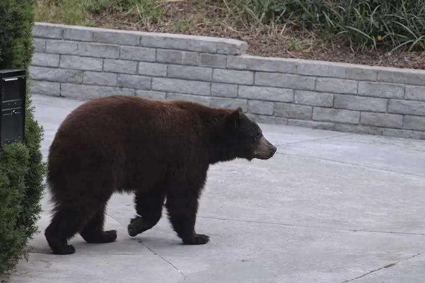 Unexpected Bear Encounter Causes a Stir in Shadow Hills