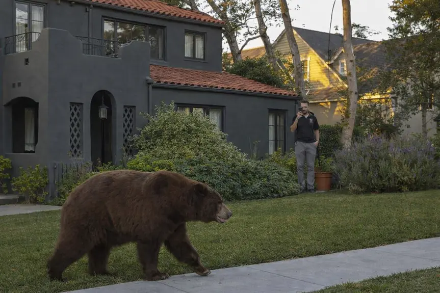 Unexpected Encounter: Woman Attacked by Black Bear in Monrovia