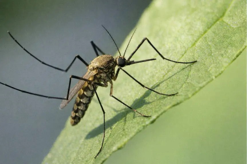Tragic Reminder: West Nile Virus Takes Life as Cases Surge in California